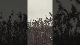 И стройный мусикийский шорох струится в зыбких камышах. Ф.И. Тютчев 1865 г.