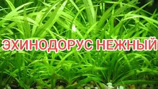 ЭХИНОДОРУС НЕЖНЫЙ СОДЕРЖАНИЕ И РАЗМНОЖЕНИЕ В АКВАРИУМЕ