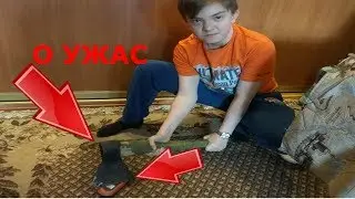 мышиные истории часть 1