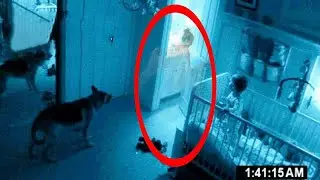 10 Страшных Моментов Когда Животные Видят Призраков