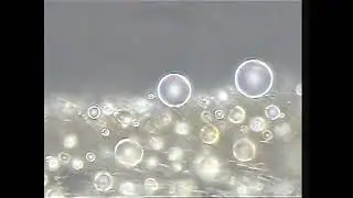 Self-removal of condensed water on the legs of water striders