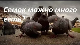 Что будет если есть много семечек. Вред или польза?