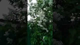 Сиреневые кусты разных цветов