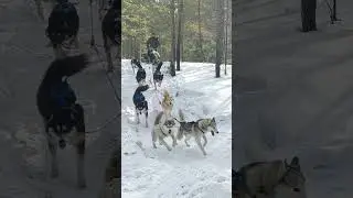 Хаски не только для ласки