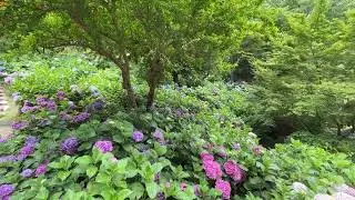 アジサイを見に行ってみた。大阪府枚方市山田池公園。