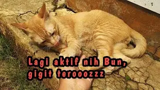 Oyen lagi super aktif banget nih Bund... 😂 || Si kucing lucu dan pintar