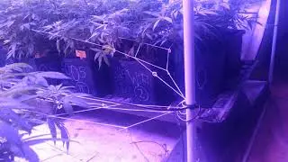 Yet another search for a mother plant genetic hunt begining day 7 of flower gelato#33 zkittles orang