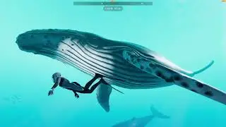 | Beyond Bleu | I SWIM WITH DOLPHINS AND WHALES AND I FELL IN LOVE ON THE OCEAN!!