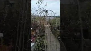 Шелковица - как зимует в Подмосковье