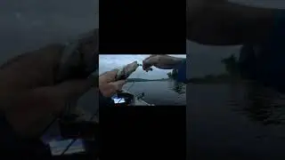 A few walleye on the Wanhapitae River #shorts