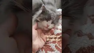 Сибирская кошка-самая ласковая