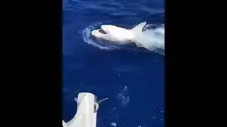 Wow Beautiful Shark!!! Hiu Jinak #hewanviral #hewanlucu  #shark