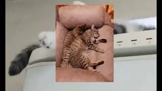 Кошки - очарование!