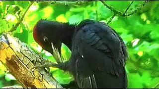 Желна чистит пёрышки || Black woodpecker preening feathers