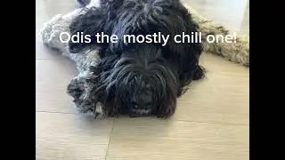 Meet the dog zoo!