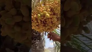 Kajoor || dates || arabic   #dubailife