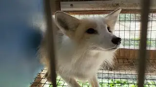 Rescued 20 furfarm foxes!