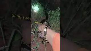 ULAR YANG TIDAK BERBISA