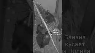 Банана покусала Крестика и пошла спасать Артесио. А Нолик отбивался от двоих.