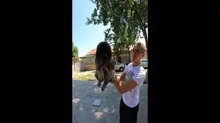How to pick up a puppy correctly - Caucasian Shepherd puppy