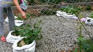 Mączka bazaltowa przeciw mszycom, gąsienicom, stonce ziemniaczanej, ślimakom i jako świetny nawóz.