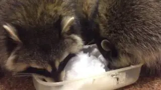 Енотики играют  в снежки