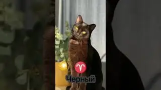 Какой цвет кошки подходит тебе по знаку зодиака 🤔 