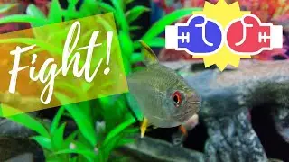 Lemon Tetras FIGHT For Dominance!
