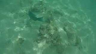 Papageifisch knuspert die Korallen ab