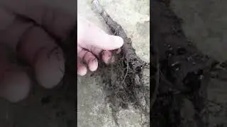 Корневая система черного ореха после зимней коппулировки