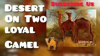 Majestic Camels: Graceful Grazers in the Desert Wilderness 🐪#DesertCamels #WildernessWonders #camel