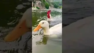 duck chicken family swimming at the river