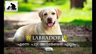 Everything You Need To Know About Labrador Dogs In Malayalam!