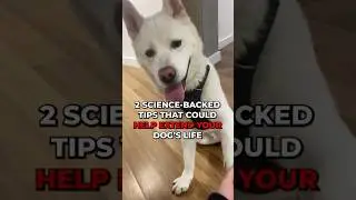 2 Science-Backed Tips That Could Help Extend Your Dog’s Life 🤯 