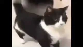 Кот флексит