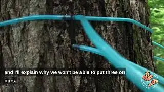 Giant trees: how many taps?