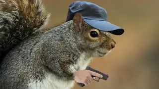 Грязные продажные белки