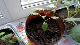 Grapes from a stone. How to grow grapes from a stone.