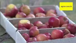 micromaçãs, ou maçã menor que uma Uva. Veja matéria na descrição