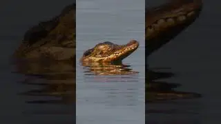 Meet one of the largest reptiles on the planet 🐊 