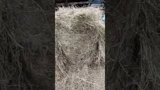 вот такое сено приехало к моим лошадкам #shorts