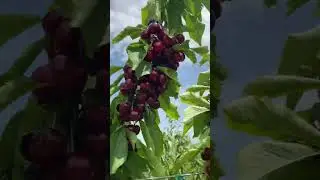 Черешня сорт Лапінз.