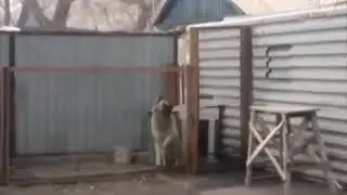 тот_самый_который_громко_гавкает ну и юмахаон