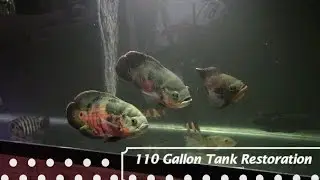 How To Restore An Aquarium