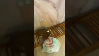 Немецкий боксер украл пакет с мусором)