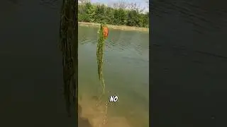 This Fish Pulled a HOUDINI on me!