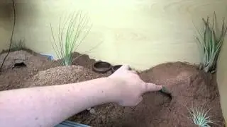 Naturalistic Leopard Gecko Setup!