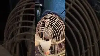 овози кабки шикори