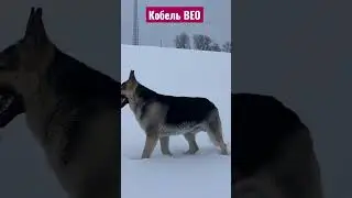 Предлагаем кобеля ВЕО. Вязка собак Lviv . 