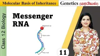 Messenger RNA | Structure and Functions